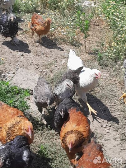 Куры помесь брама с несушкой