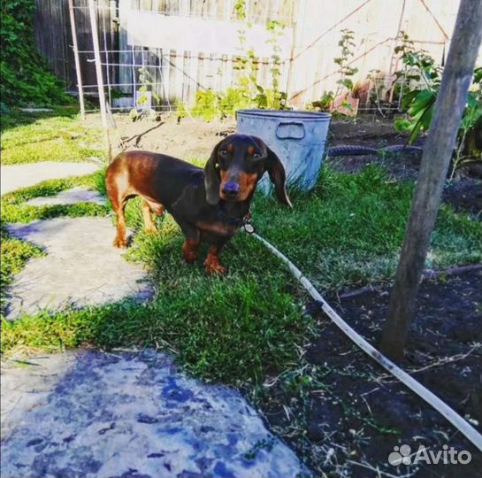 Передержка домашних животных/зоогостиница