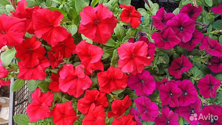 Рассада петуньи в ассортименте