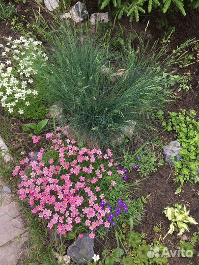 Многолетние растения