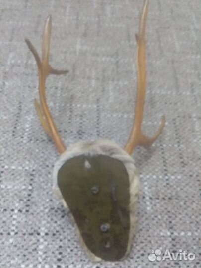 Продам рога оленя