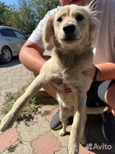 Щенок в добрые руки