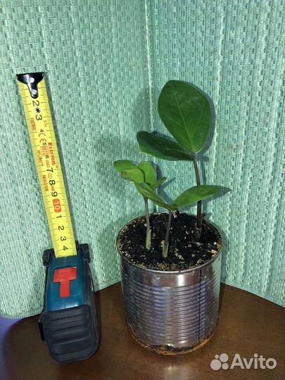 Замиокулькас