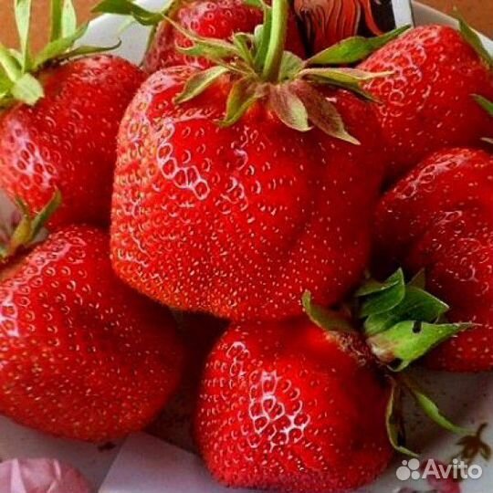 Рассада клубники