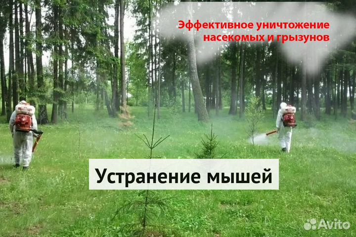 Уничтожение клопов тараканов лечение растений