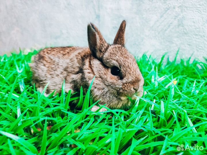 Карликовый кролик - Мега мини