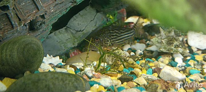 Аквариум с тумбой 300 литров