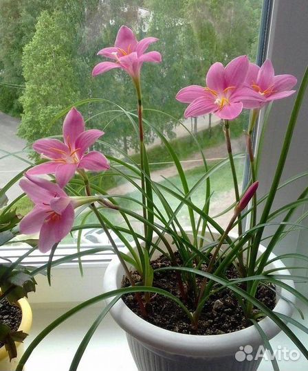 Луковицы Зефирантеса