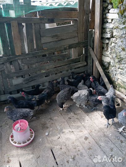 Молодые петушки