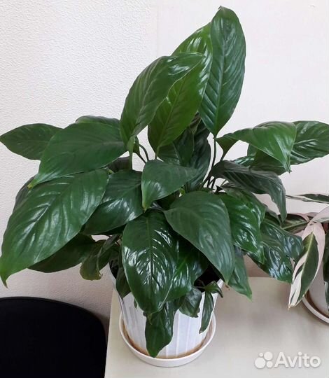 Спатифиллум