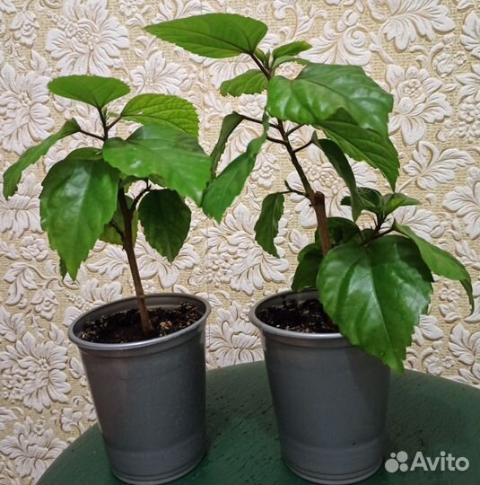 Гибискус махровый, розовый (китайская роза)