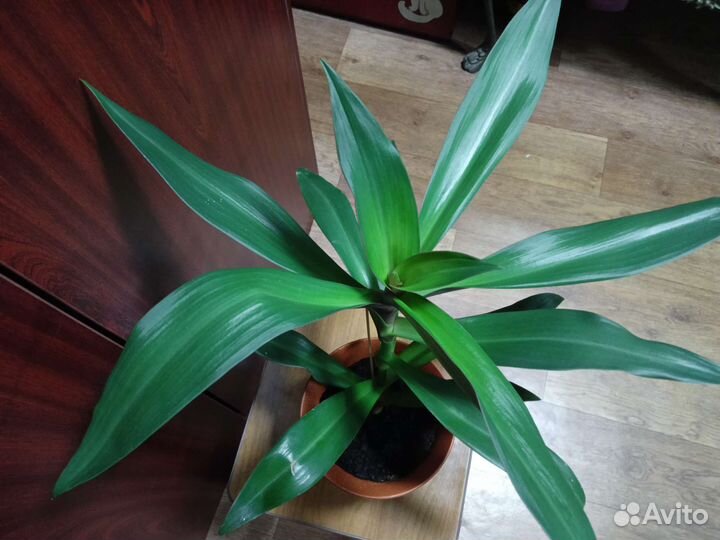 Традесканция рео