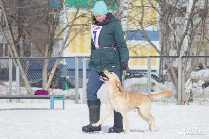 Профессиональная дрессировка собак