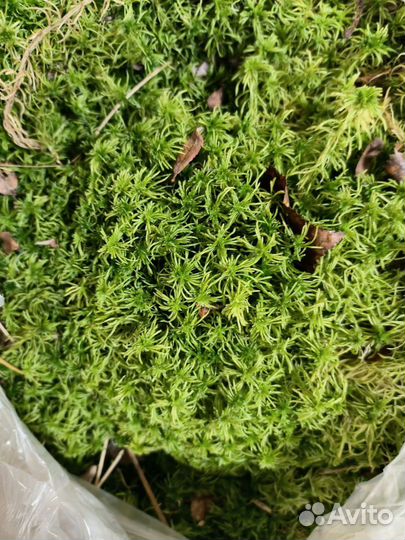 Крем скраб с фагнум