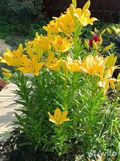 Лилии. Много разных расцветок