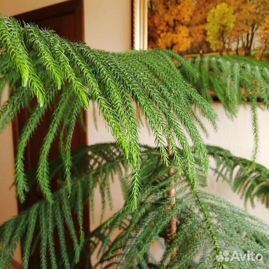 Араукарию отдаю в дар