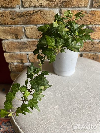 Цветы комнатные