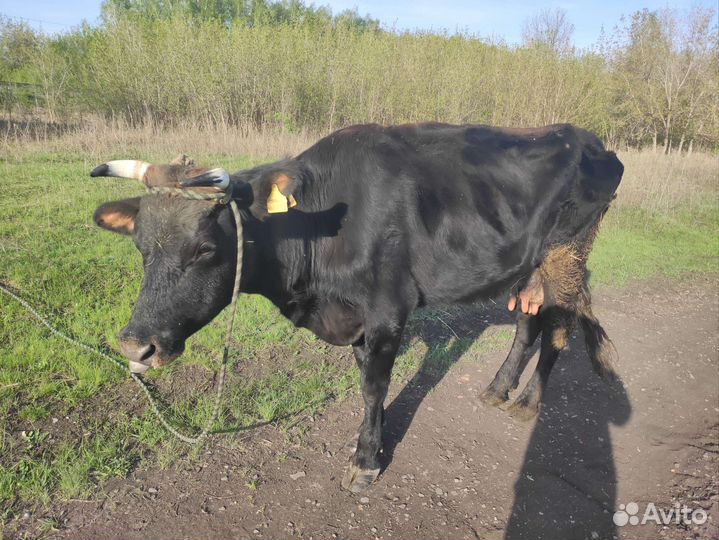 Корова дойная