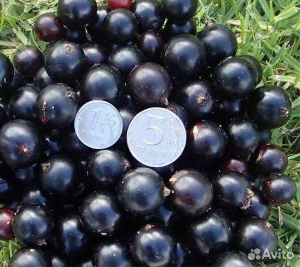 Черная смородина сорт Ядреная