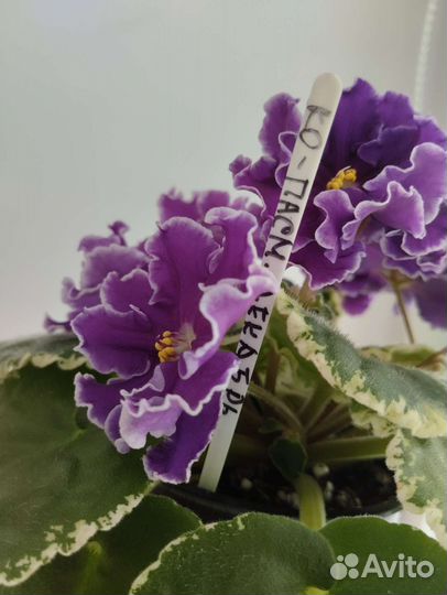 Фиалка ко- Пасмурный декабрь