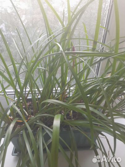 Зефирантес выскочка