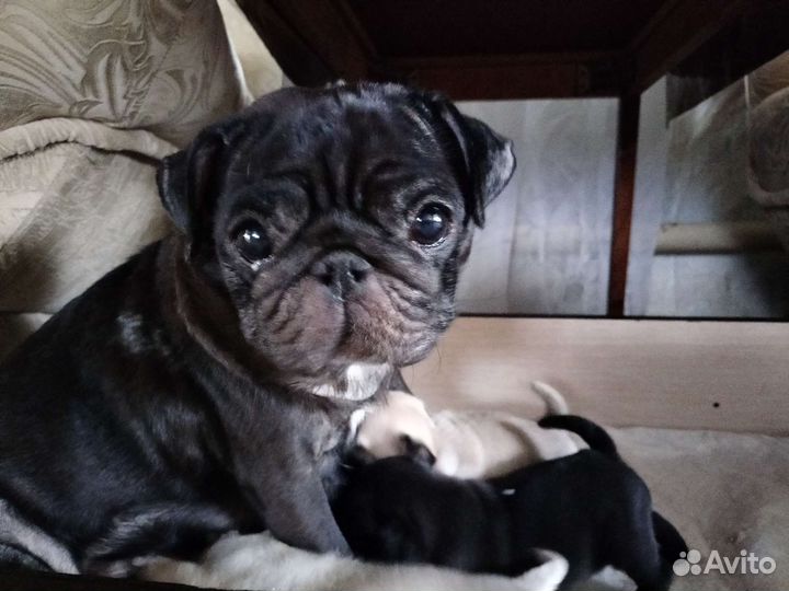Щенки мопса черные