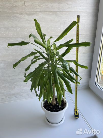 Пальма юкка (драцена)