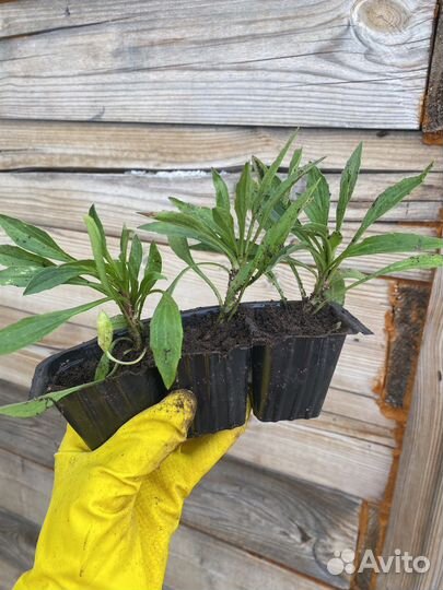 Астра альпийская