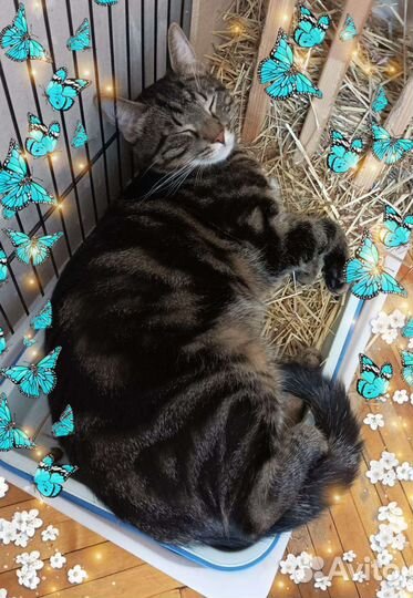 Котик в добрые руки