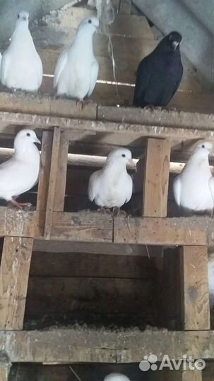 Продажа голубей павлин.Бакинцы белые
