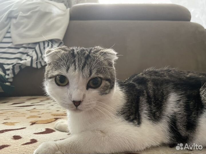 Котик ищет дом