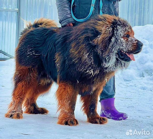 Тибетский мастиф вязка