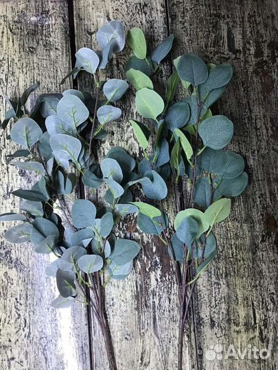 Эвкалипт искусственный