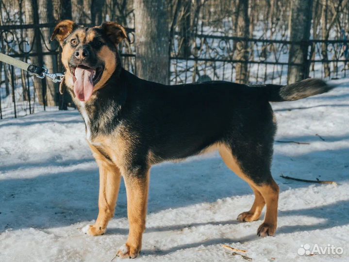 Лучезарные девочки щенки в дар