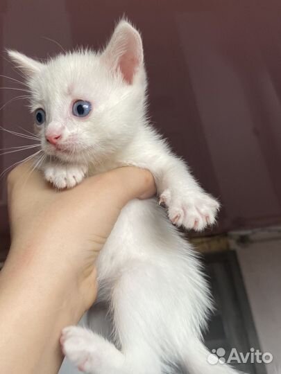 Котенок 1.5 месяца