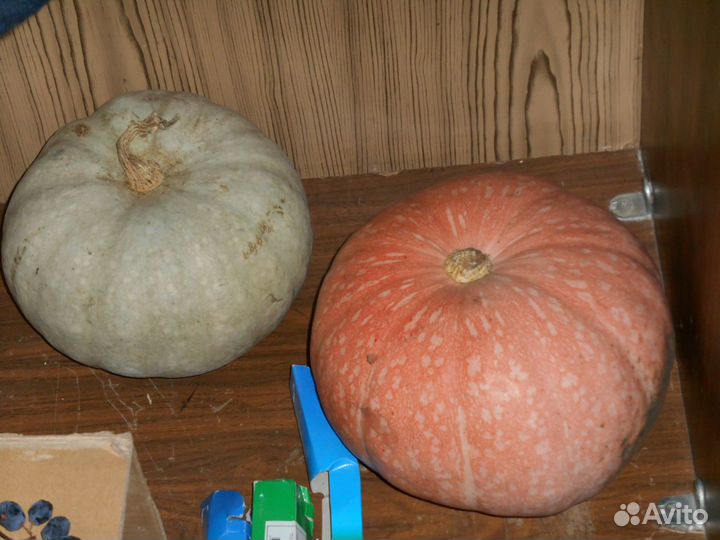 Семена арбузов, кабачков, тыквы