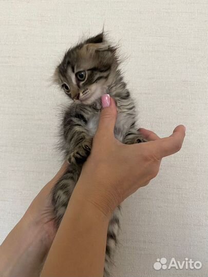 Кошка вислоухая даром