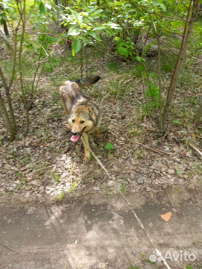 Собака Кнопочка