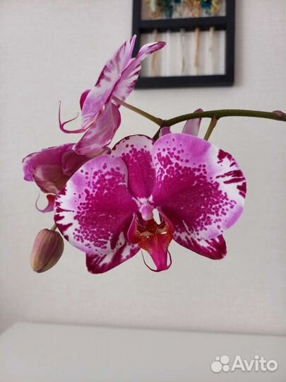 Орхидея