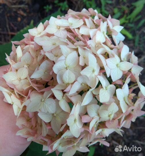 Гортензия древовидная Кандибелле Маршмэллоу