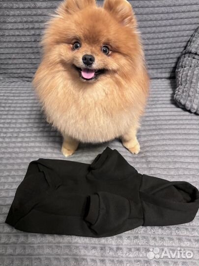 Кофта для собак мелких пород