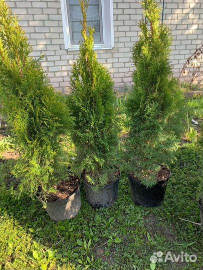 Туя Смарагд ель можевельник
