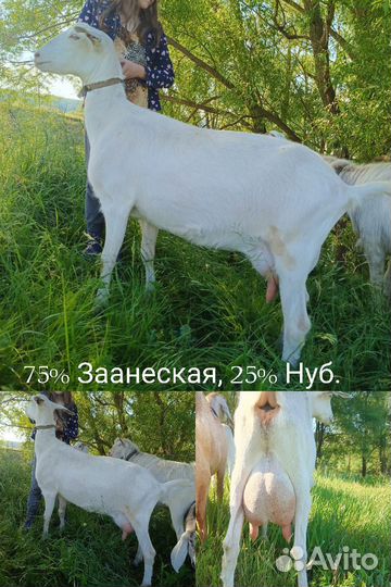 Продам дойных коз