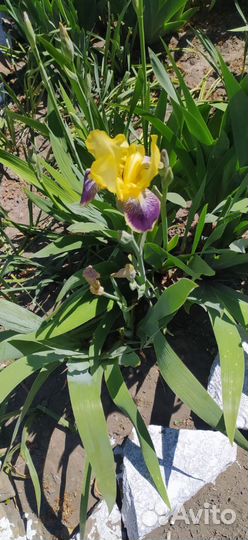 Ирисы бородатые и сортовые