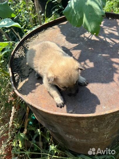 Отдам в добрые руки