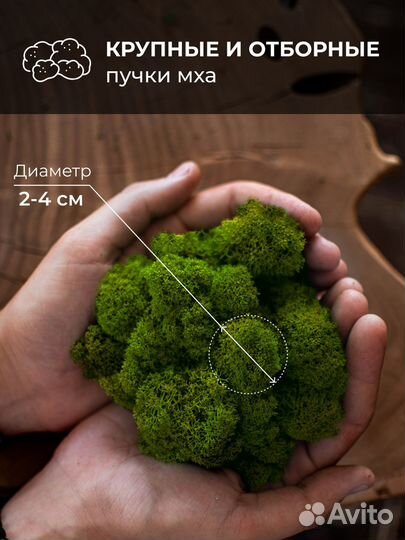 Мох стабилизированный оптом и в розницу