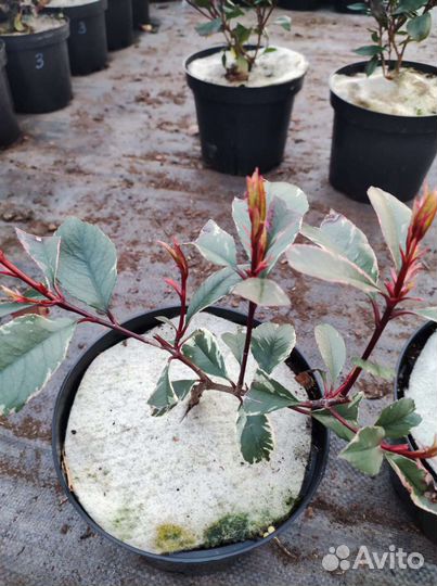 Саженцы фотиньи