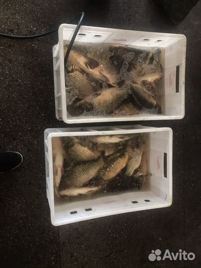 Живая рыба карп