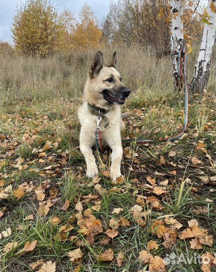 Шарик ищет семью