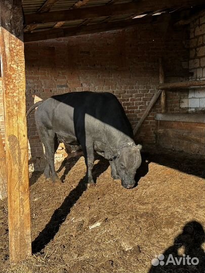 Быки на племя